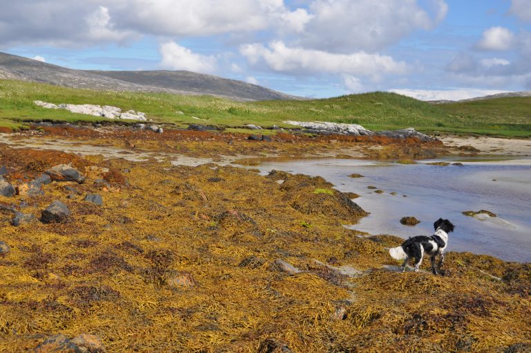 Following the flow of life in Scotland